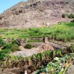 inhame-tarrafal-monte-trigo-santo-antao-tarrafal-monte-trigo-adventrips.cabo-verde